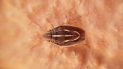 Aelia albovittata