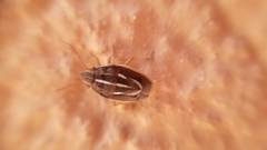 Aelia albovittata