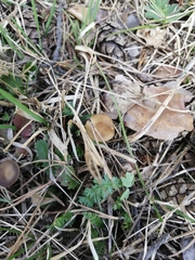 Marasmius oreades