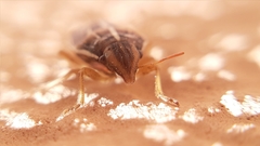 Aelia albovittata