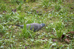 Columba palumbus