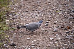 Columba palumbus