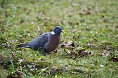 Columba palumbus