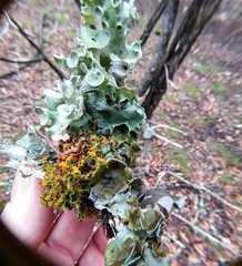 Parmotrema submarginale