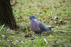 Columba palumbus
