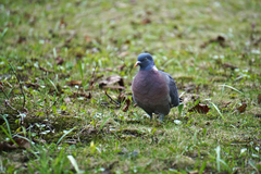 Columba palumbus