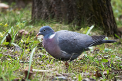 Columba palumbus