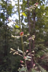 Scrophularia scorodonia