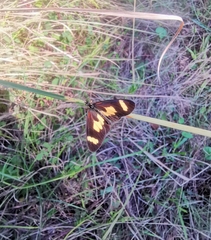 Acraea cabira