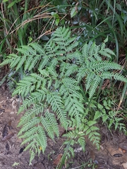 Pteris buchananii