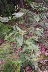 Scrophularia scorodonia