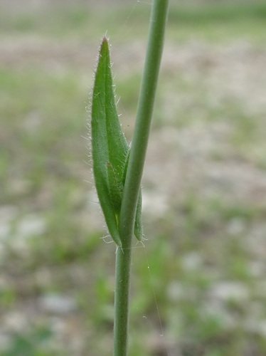 littlepod false flax