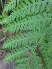 Pteris buchananii