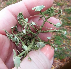 Usnea cirrosa