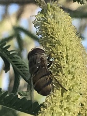 Copestylum isabellina