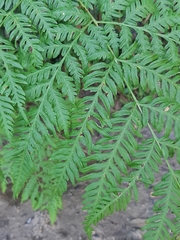Pteris buchananii