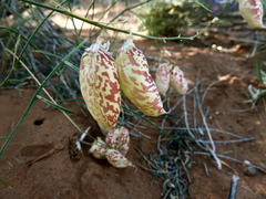 Astragalus ceramicus