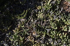 Carpobrotus quadrifidus