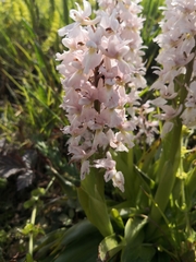 Orchis mascula