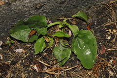 Plantago major