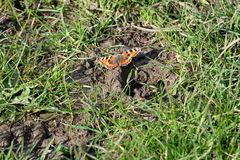 Aglais urticae