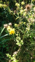 Berkheya maritima