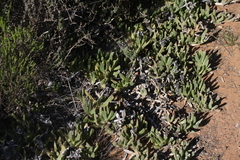 Carpobrotus quadrifidus