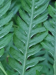 Pteris buchananii
