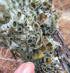 Parmotrema submarginale