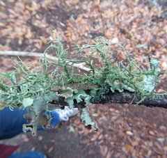 Usnea intermedia