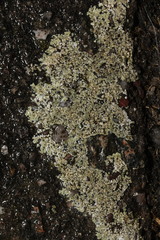 Protoparmeliopsis muralis