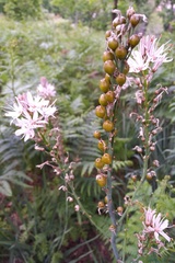 Asphodelus lusitanicus
