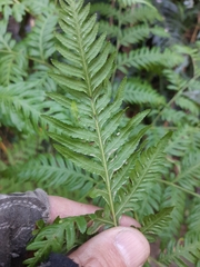 Pteris buchananii