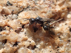 Crossocerus