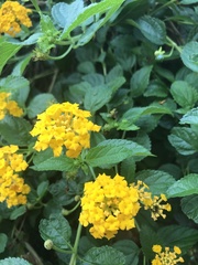 Lantana × hybrida