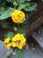 Lantana × hybrida