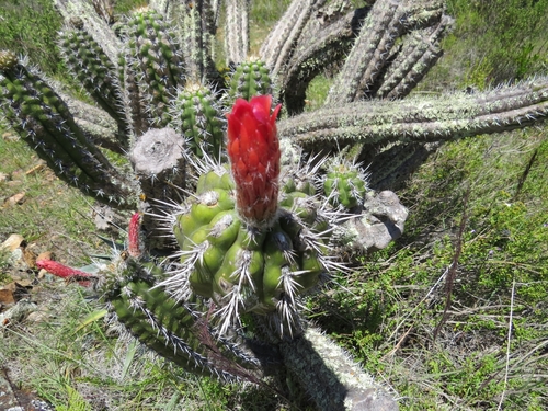 Borzicactus fieldianus (Borzicactus fieldianus)