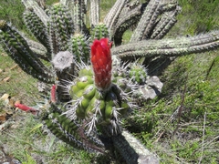 Borzicactus fieldianus