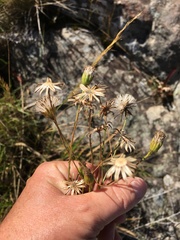 Senecio affinis