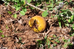 Diospyros lasiocalyx