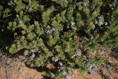 Serruria brownii