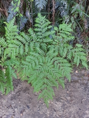 Pteris buchananii