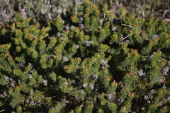 Serruria brownii