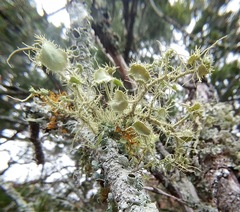 Usnea cirrosa