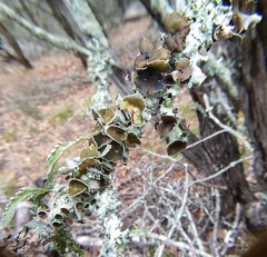 Parmotrema submarginale