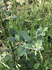 Malus ioensis texana