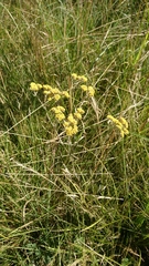 Helichrysum pannosum