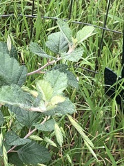 Malus ioensis texana