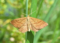 Idaea ochrata