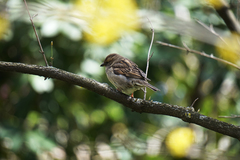 Passer domesticus